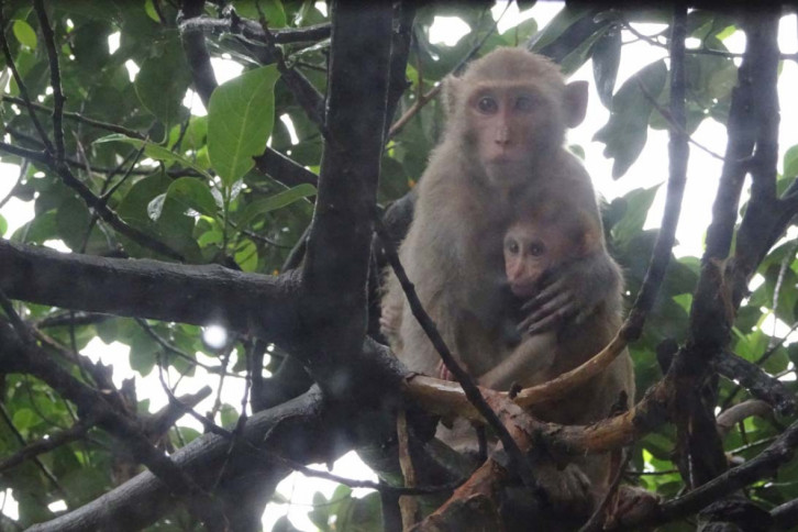 Monkey Monkey