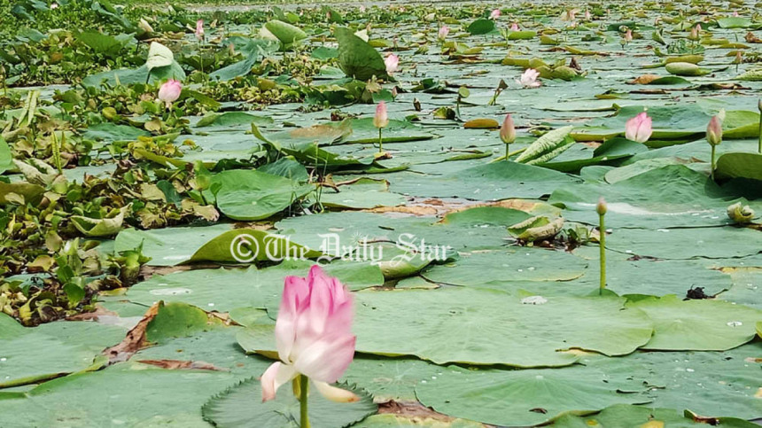ডিকশির বিল ডিকশির বিল