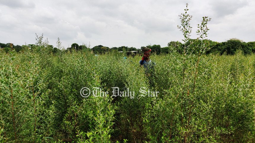 মেহেদি গ্রাম মেহেদি গ্রাম