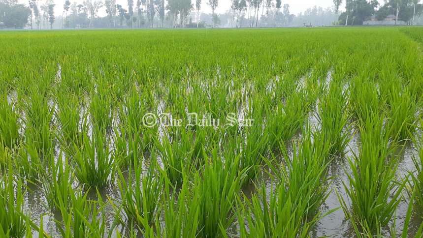 লালমনিরহাট আমন খেত লালমনিরহাট আমন খেত