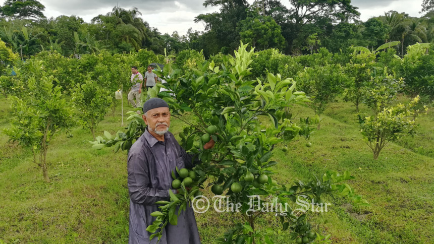 বরগুনা মালটা চাষ বরগুনা মালটা চাষ