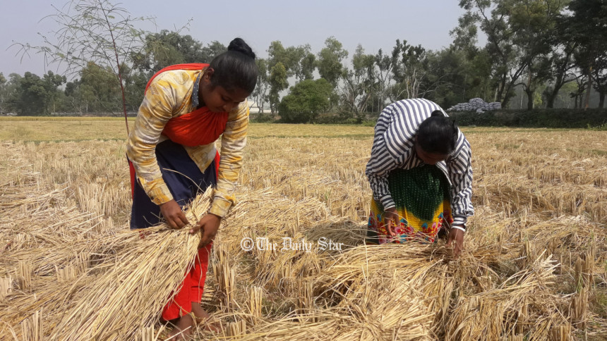 মণ প্রতি আমনের দাম বেড়েছে ৩০০ টাকা, খুশি ঠাকুরগাঁও-পঞ্চগড়ের চাষি আমনের দাম বৃদ্ধি : খুশি ঠাকুরগাঁও-পঞ্চগড়ের চাষি