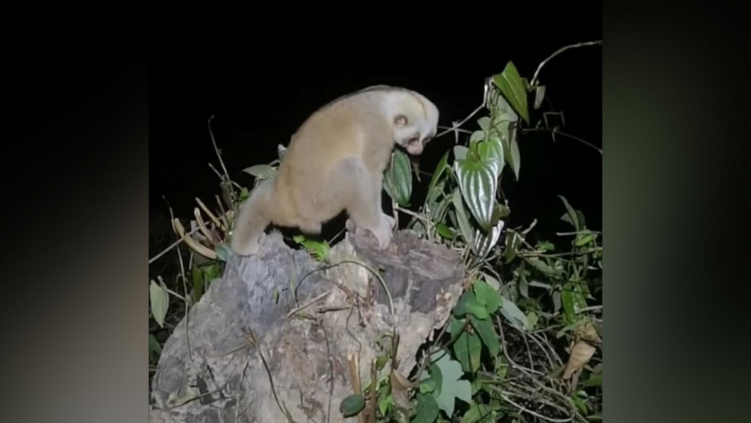 bengal-slow-loris.jpg bengal-slow-loris.jpg