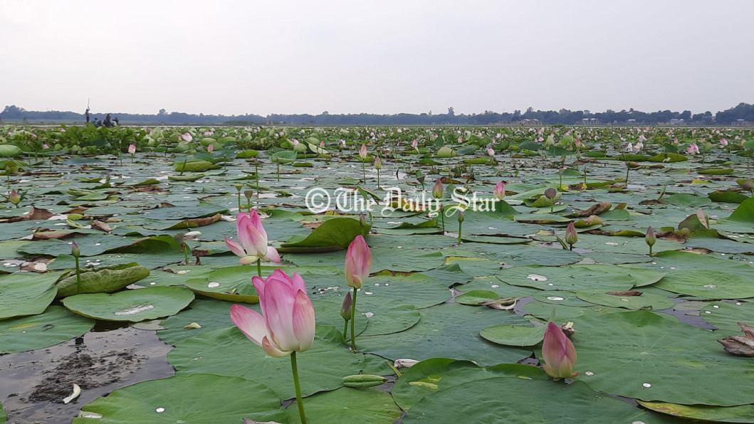 ডিকশির বিল ডিকশির বিল