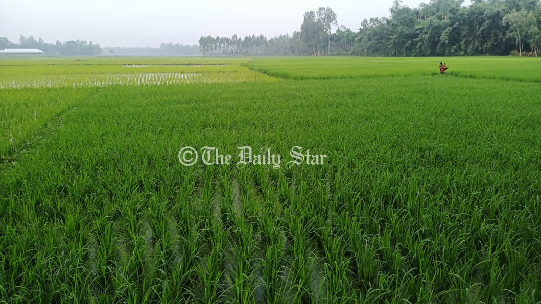 লালমনিরহাট আমন খেত লালমনিরহাট আমন খেত