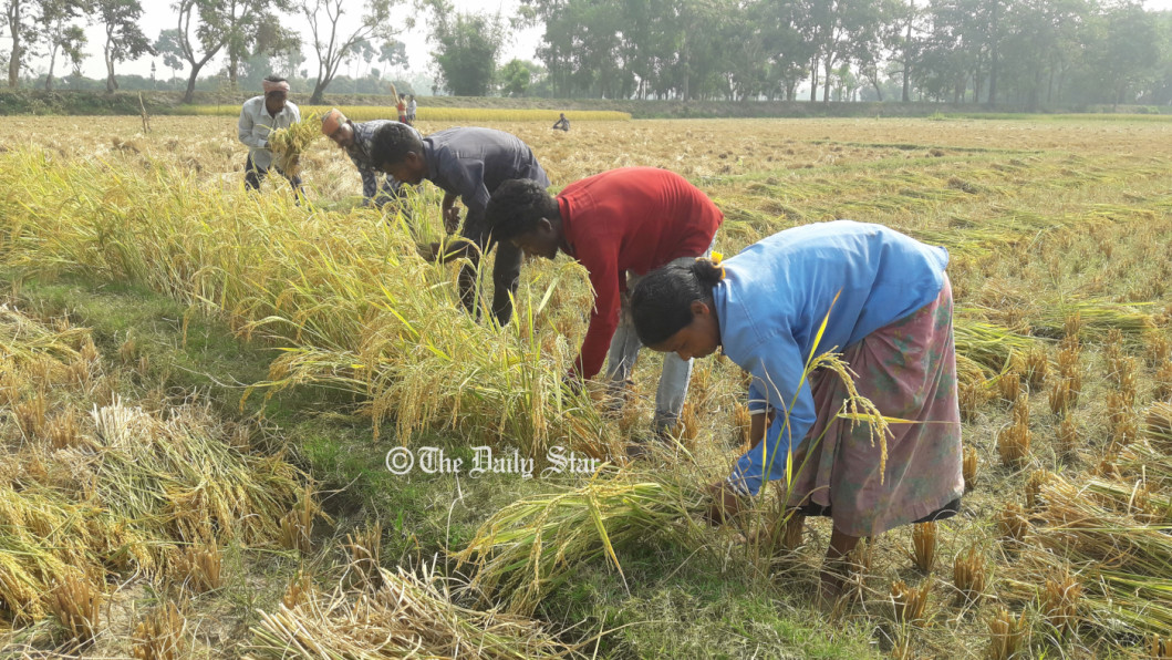 মণ প্রতি আমনের দাম বেড়েছে ৩০০ টাকা, খুশি ঠাকুরগাঁও-পঞ্চগড়ের চাষি আমনের দাম বৃদ্ধি : খুশি ঠাকুরগাঁও-পঞ্চগড়ের চাষি